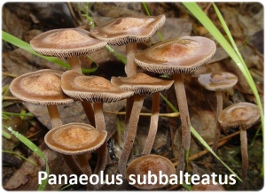 Alucinógeno Panaeolus subbalteatus