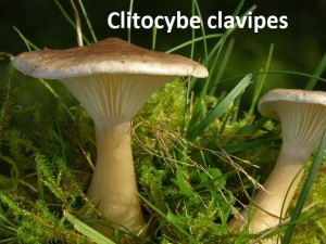 Cardiovascular Clitocybe clavipes
