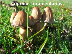 Cardiovascular Coprinus atramentarius
