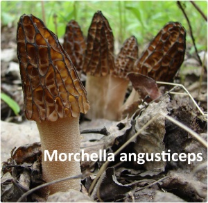 Cardiovascular Morchella angusticeps