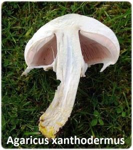 Gastrointestinal Agaricus xanthodermus