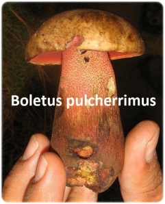 Gastrointestinal Boletus pulcherrimus