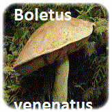 Gastrointestinal Boletus venenatus