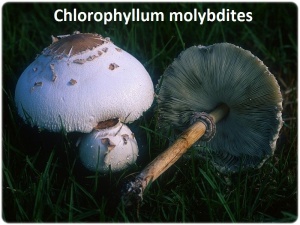 Gastrointestinal Chlorophyllum molybdites