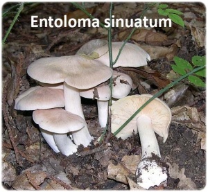 Gastrointestinal Entoloma sinuatum