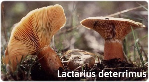 Gastrointestinal Lactarius deterrimus