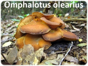 Gastrointestinal Omphalotus olearius