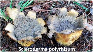 Gastrointestinal Scleroderma polyrhizum copia