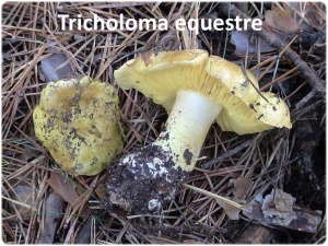 Gastrointestinal Tricholoma equestre copia