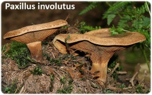 Hemolítica Paxillus involutus