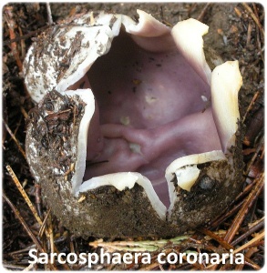 Hemolítico Sarcosphaera coronaria