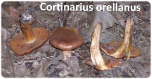 Mortal Cortinarius orellanus